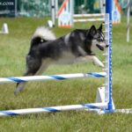 Alaskan Klee Kai