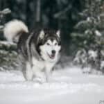 Alaskan malamute