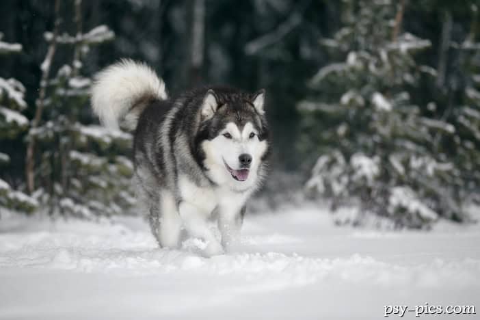 Alaskan malamute