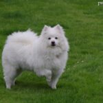 American eskimo dog (Amerykański pies eskimoski)