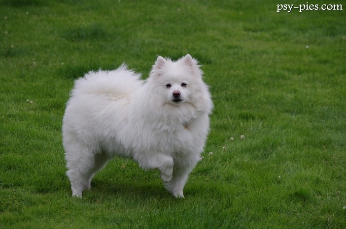 American eskimo dog (Amerykański pies eskimoski)
