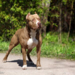 American pit bull terrier (Amerykański pitbulterier)
