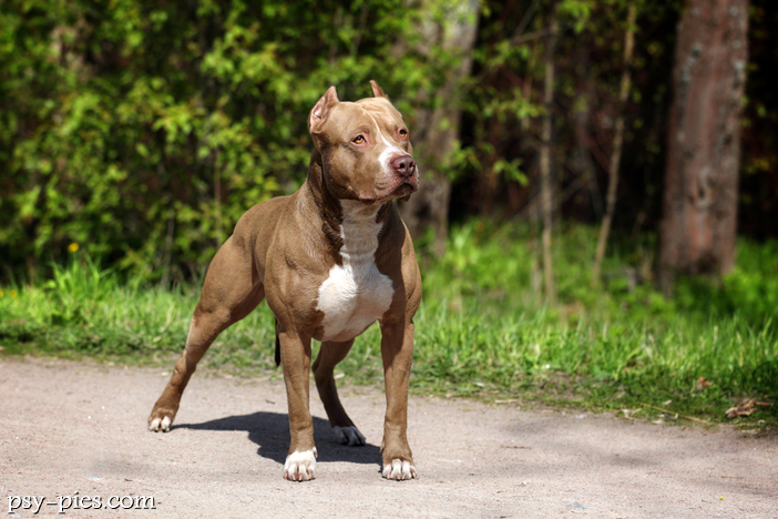 American pit bull terrier (Amerykański pitbulterier)