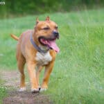 American staffordshire terrier (Amstaff)