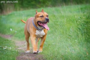 Amstaff, american staffordshire terrier stojący na trawie