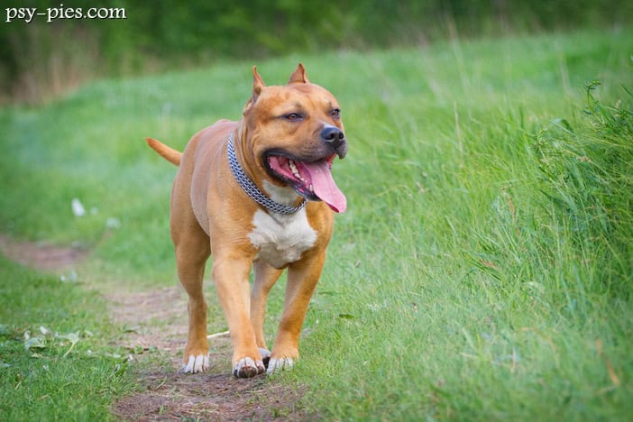 American staffordshire terrier (Amstaff)