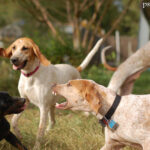 Angielski Coonhound (Redtick Coonhound)