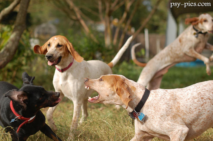 Angielski Coonhound (Redtick Coonhound)