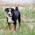 Appenzeller Sennenhund (Pies górski z Appenzell)