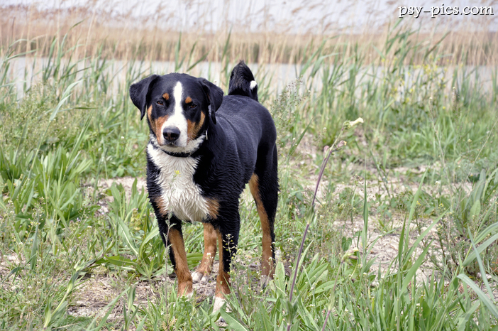 Appenzeller Sennenhund (Pies górski z Appenzell)