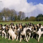 Ariegeois (Ariegois, Ariege Hound)