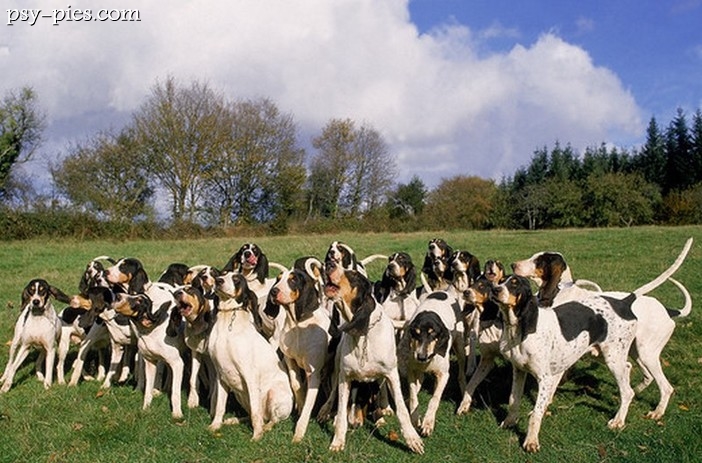 Ariegeois (Ariegois, Ariege Hound)