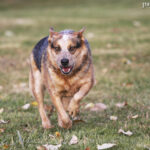 Australian Cattle Dog (Australijski pies pasterski)