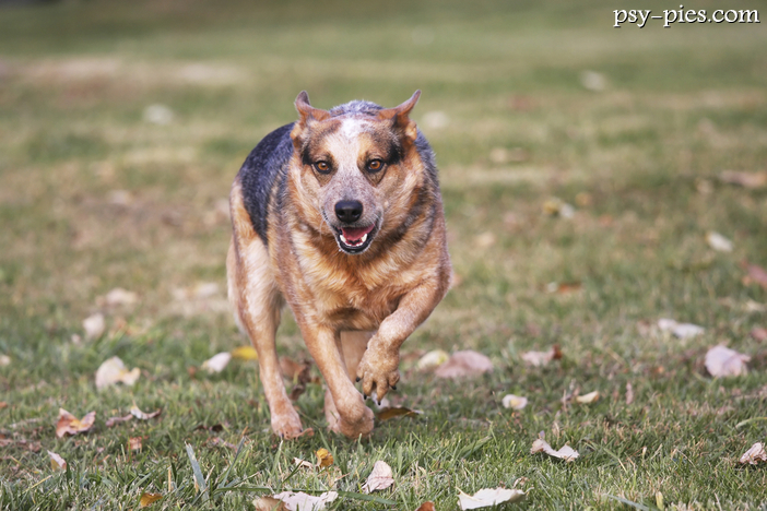 Australian Cattle Dog (Australijski pies pasterski)