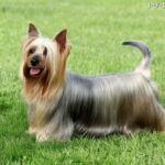 Australian Silky Terrier