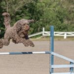 Barbet (Francuski Pies Dowodny)