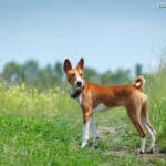 Basenji (African Bush Dog)