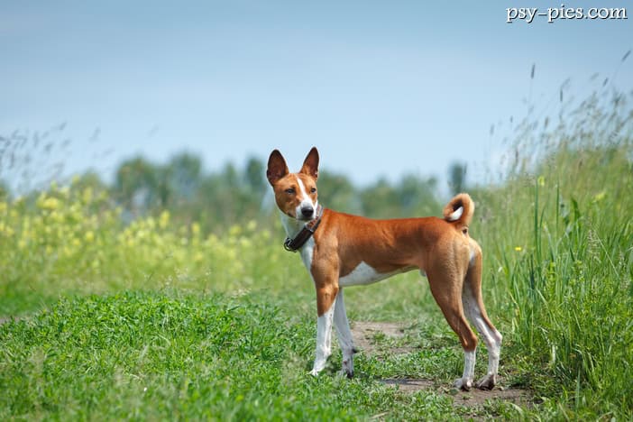 Basenji (African Bush Dog)