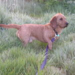 Basset bretoński (Basset fauve de Bretagne)