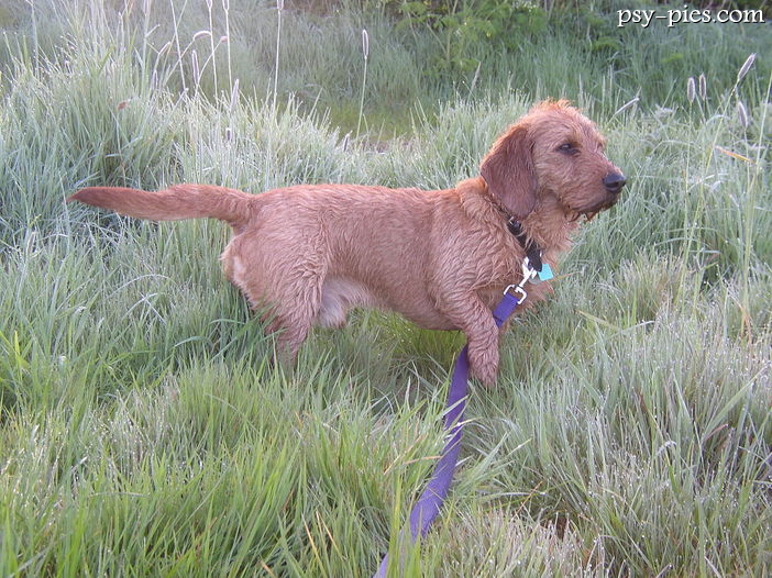 Basset bretoński (Basset fauve de Bretagne)