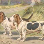 Basset d Artois