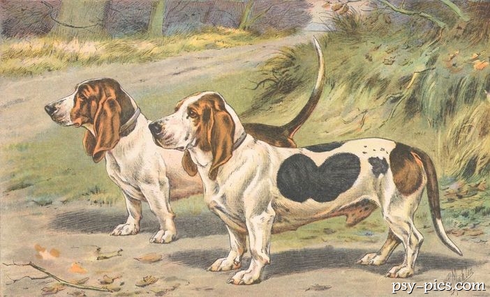 Basset d Artois