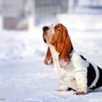 Basset hound