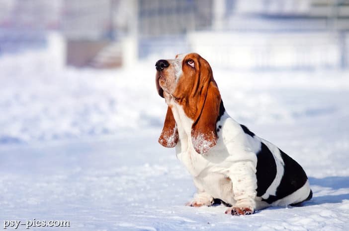 Basset hound