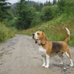 Beagle