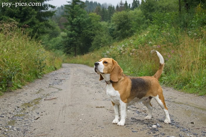 Beagle