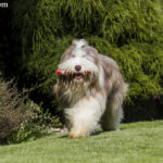 Bearded collie charakter opis rasy cena