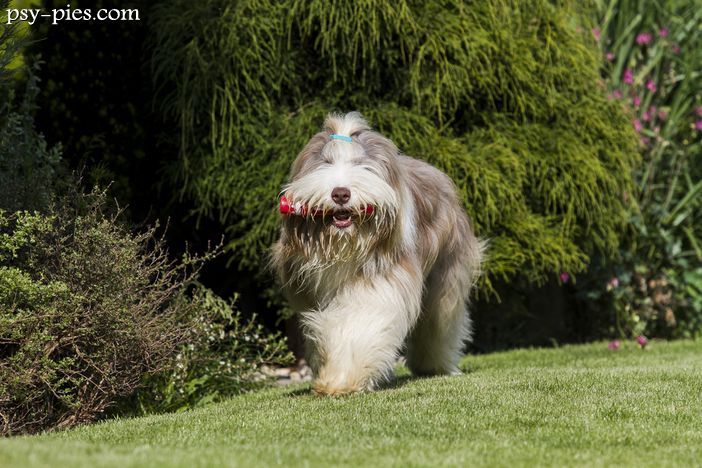 Bearded collie charakter opis rasy cena