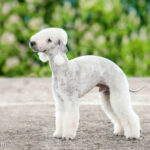 Bedlington terrier