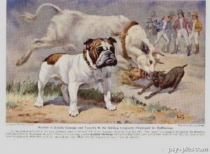 Historia rasy Buldog angielski