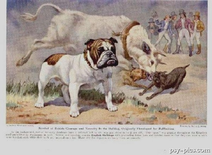 Historia rasy Buldog angielski