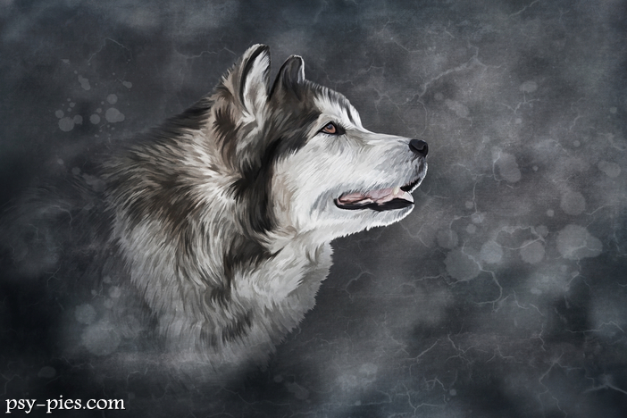 Historia rasy Alaskan malamute
