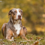 Catahoula leopard dog