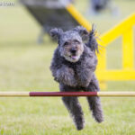 Pumi (Hungarian Pumi)