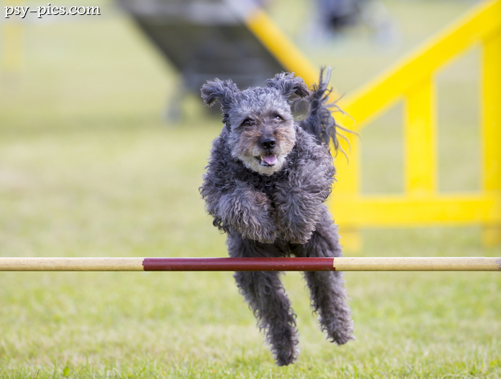 Pumi (Hungarian Pumi)