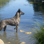 Owczarek holenderski (Dutch Shepherd Dog)