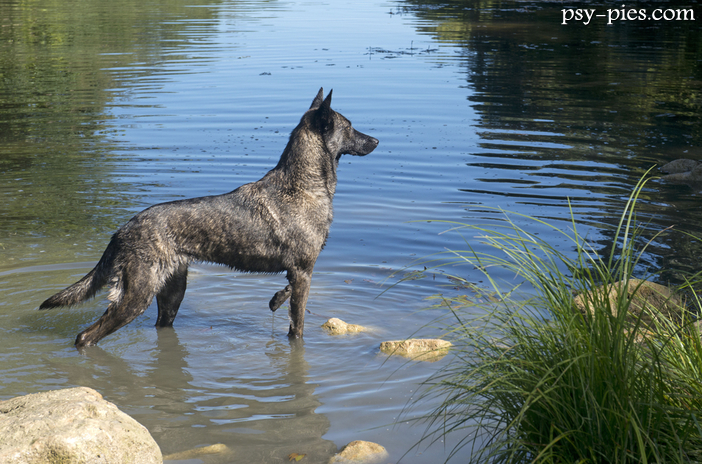 Owczarek holenderski (Dutch Shepherd Dog)