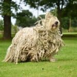 Owczarek węgierski Komondor