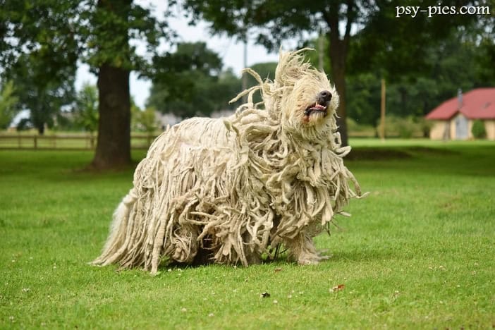 Owczarek węgierski Komondor