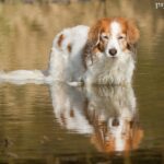 Płochacz holenderski (Kooikerhondje)