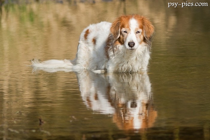 Płochacz holenderski (Kooikerhondje)