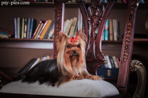 Historia rasy Yorkshire Terrier