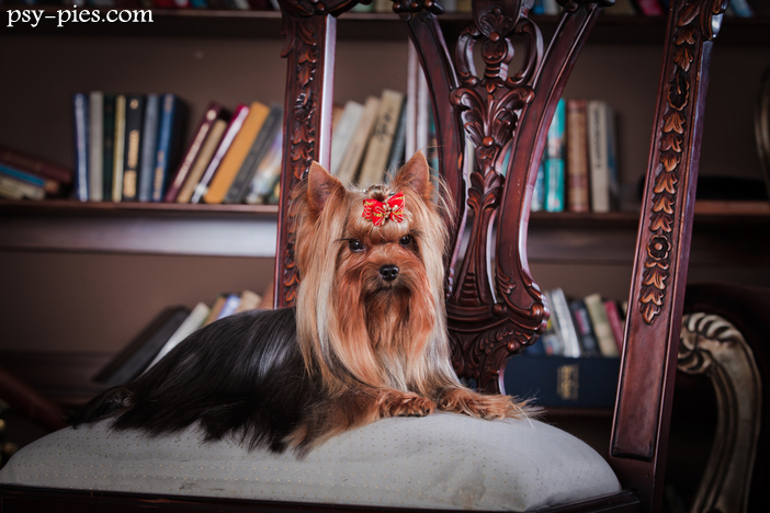 Historia rasy Yorkshire Terrier