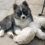 Pomsky
