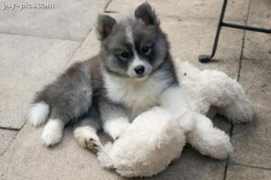 Pomsky