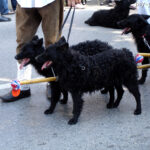 Owczarek chorwacki (Croatian Sheepdog)
